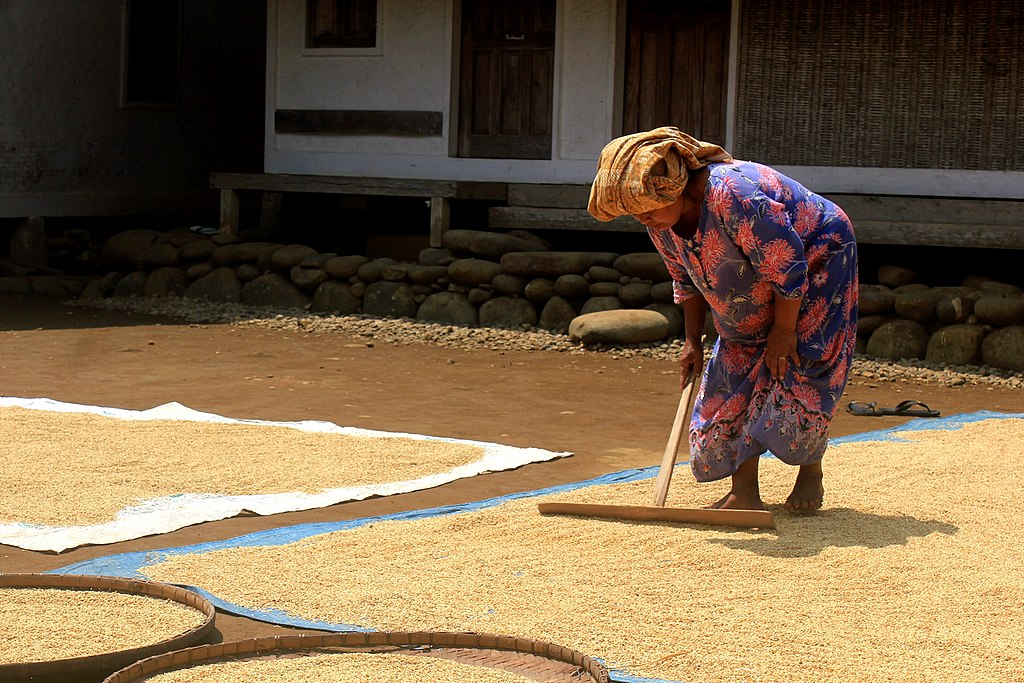 Seorang Ibu sedang menjemur padi hasil panen di Kampung Naga